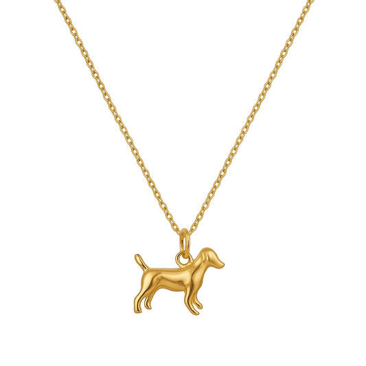 Collier chien en acier inoxydable